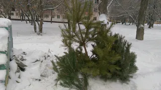 Нижнекамка предлагает создать пункт приёма ёлок
