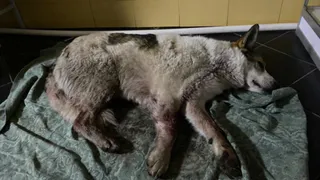 Слабонервным не смотреть: в Полянах неизвестные обстреляли собак