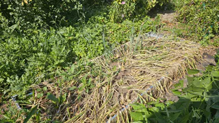 Суд изъял у собственника заросший участок под Алекановом для продажи на торгах