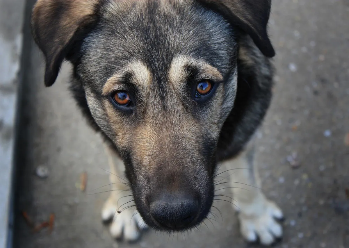 Более двух с половиной тысяч бездомных животных заснут и не проснутся в Нижнекамске