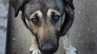 Более двух с половиной тысяч бездомных животных заснут и не проснутся в Нижнекамске