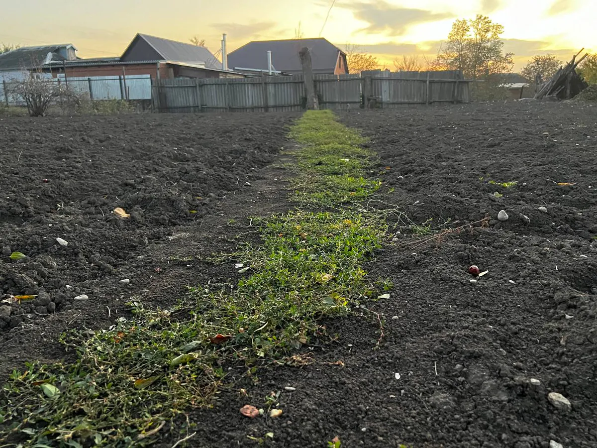 Даже самый твердый грунт станет черноземом: достаточно рассыпать 2 ведра по участку — чем КАМАЗ навоза