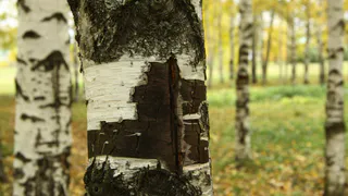 Грибники, ваш выход: ученые научились лечить ковид березовой чагой