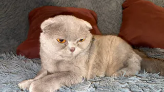 Эксперты назвали 4 способа вывести шерсть из желудка кошки: быстро и безболезненно - один вы не зали точно