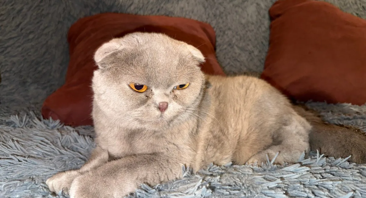 Эксперты назвали 4 способа вывести шерсть из желудка кошки: быстро и безболезненно - один вы не зали точно