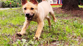 Дай лапку: Рокки, Клепа и Марта в поисках хозяев