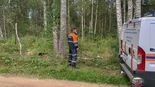 В Камешковском районе спасатели и полиция нашли потерявшихся в лесу женщин