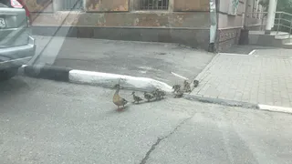 Водитель из Рязани прославился на всю Россию