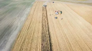 Брянская урожайность – ловкость лук и никакого мошенства