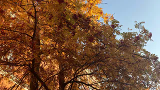 4 сентября в Рязанской области ожидается порывистый ветер и до +27