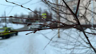 Конец аномально теплой зимы: погода в Коми 1 февраля