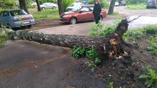 Корни прогнили: на Пушкина рядом с жилым домом упала огромная береза