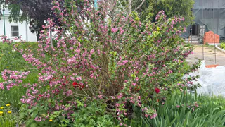 Посадил под яблоней и обалдел — муравьи больше не лезут на дерево, а тля испарилась — мощнейший отпугиватель насекомых