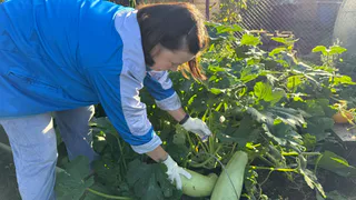 Хватит покупать навоз: заливаю сорняки водой - и получаю удобрение мощнее селитры. Делюсь рецептом