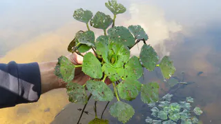 Реликтовое сокровище прячется в водоёмах Владимирской области