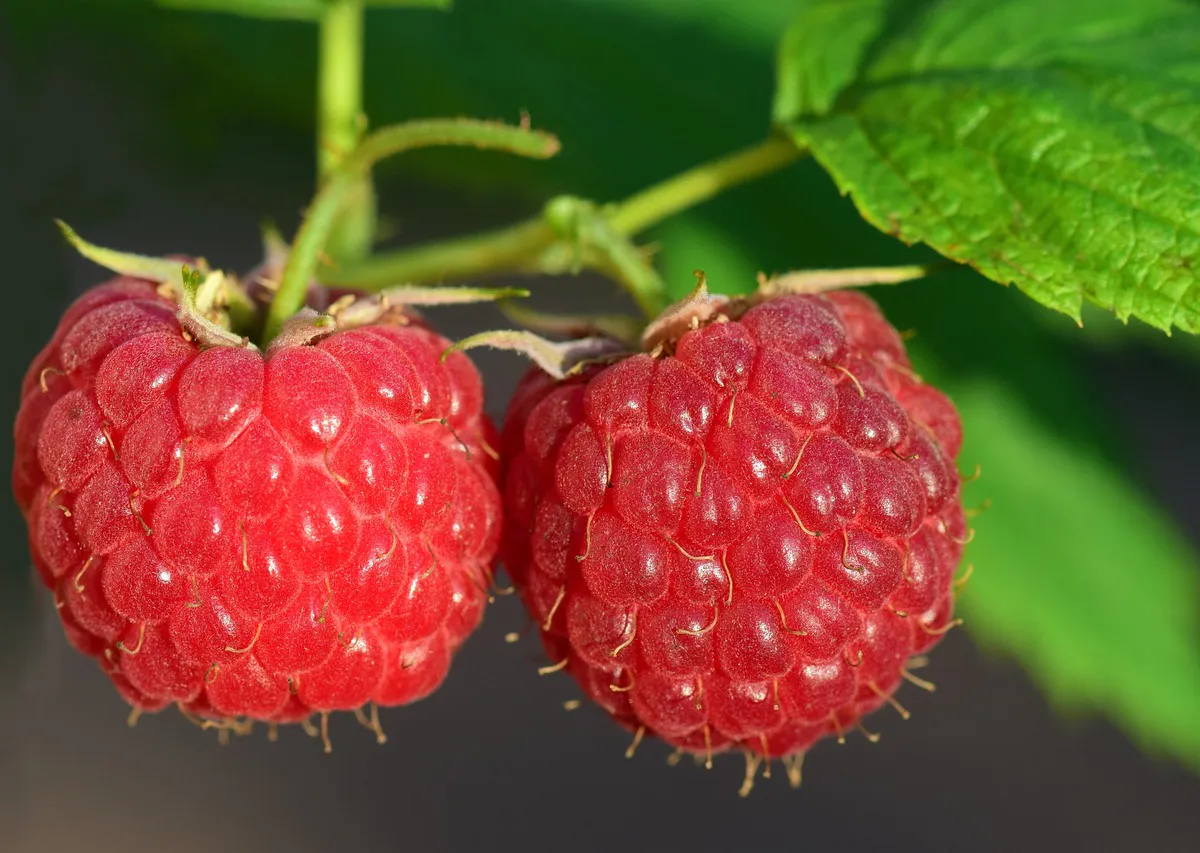 Полено для малины: мои кусты не разрастаются по участку, а урожай собираю большими ведрами