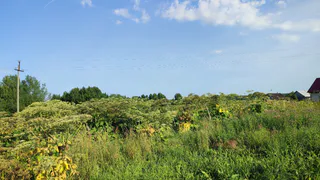 Ясную погоду и до +31°С обещают синоптики в понедельник в Чувашии