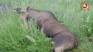 В Чувашии “шкода” сбила лося