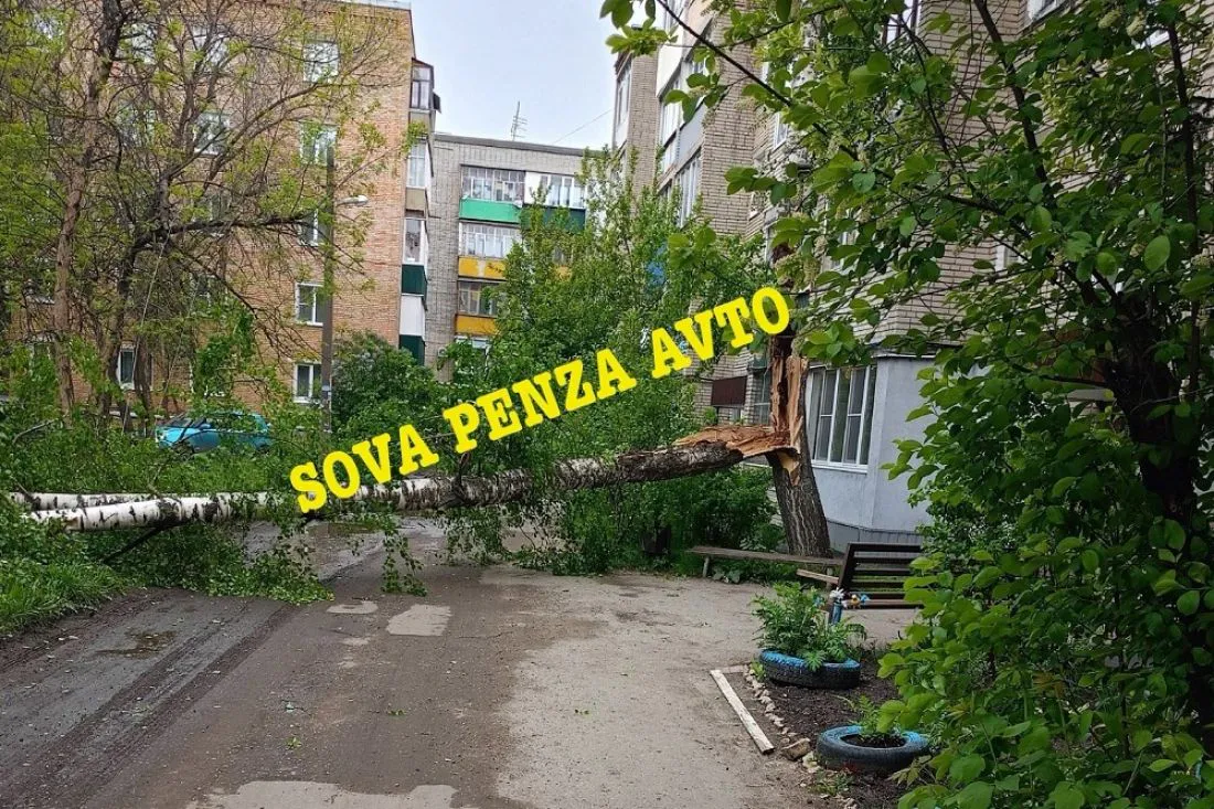 В Пензе упавшие на дорогу деревья оборвали провода