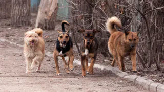 За 2023 год в Пензе было отловлено более 300 бездомных собак