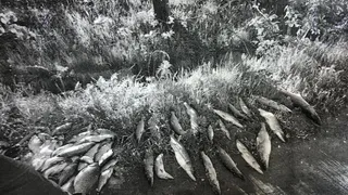 Убили рыбу электроудочкой: в Рыбновском районе полицейские задержали браконьеров из Азии