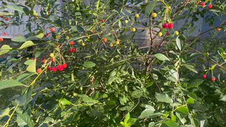 Дожди и грозы отказываются покидать Чувашию: прогноз на 12 августа