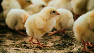 Чувашия экспортировала в Китай 4,5 тысячи тонн куриных лапок