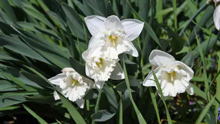 Звёздная россыпь белых соцветий: сажаем на участке эффектный многолетник, который растёт сам по себе без особого ухода