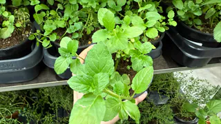 Подкормка по правилам портит рассаду — внешне красиво, а внутри проблема: вот в чём подвох