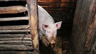 Фермер-свиновод из Дубровского района привлечен к ответственности