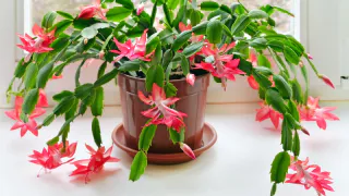 10 мл на 1 л воды — увидите десятки бутонов: удобрение для декабриста — без скорлупы и кожуры банана