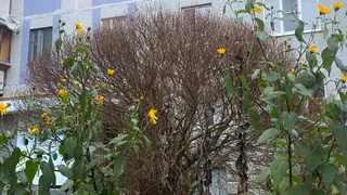 23 октября осенняя погода накроет Коми: холодно и местами с осадками