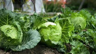 1 стакан на ведро — кочаны будут крепкими и хороши на вкус — мощная подкормка