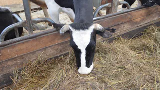 Аграрии Коми полностью обеспечили животных сеном на предстоящую зиму