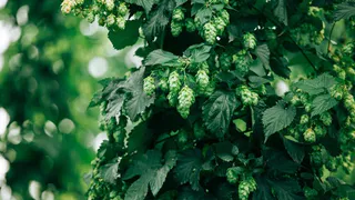 Чувашия планирует закрыть большую часть потребности в хмеле у перерабатывающих предприятий РФ