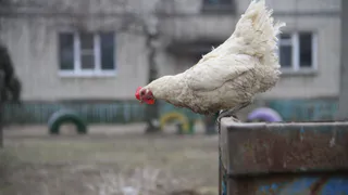 Рязань на втором месте по низким ценам на куриное мясо 