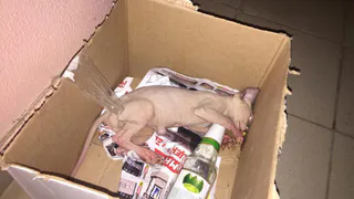 Выброшенный котенок сфинкса замерз насмерть в мусорной коробке