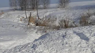 В Рязани установили личность изъеденного лисами мужчины