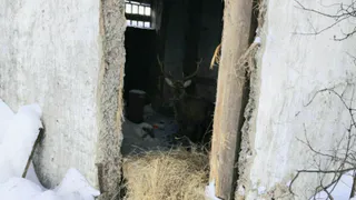 В Татарстане жители спасают дикого марала от голода в заснеженном лесу