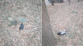 В рязанской Горрроще снова нашли мертвых галок
