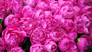 Не зола и не калий: вот чем полить пионы в первые дни лета – будут цвести на целых 5 недель дольше