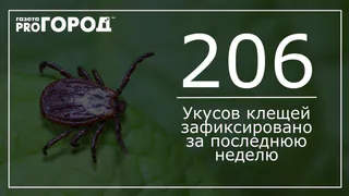 Цифра дня: клещи кусают! Сколько "жертв" зафиксировано за неделю