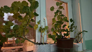 Обрезаю герани именно так в феврале — к маю получаю пушистый шар с десятками бутонов