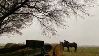 Более 1000 реальных лошадей встретят свой символический год в Коми