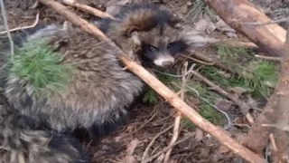 В Гороховецком районе госохотинспекторы спасли енотовидную собаку из браконьерской петли