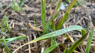 Челябинская область под угрозой заморозков: синоптики предупреждают о резком похолодании 18 мая