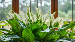 1 ложка на 1 литр — и спатифиллум как подменили: листья выросли размером с ладонь, цветоносы лезут без остановки