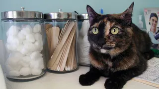 В Нижнекамск приедет главный ветеринар Татарстана