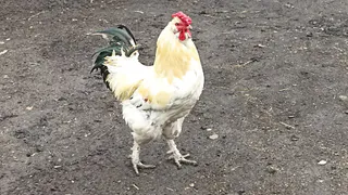 Курам воду не даю — они этому и рады: яиц будет больше, если заменить воду молочной сывороткой — советы птицеводам