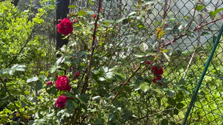 Цветет дважды в сезон: многолетник, который заставит соседей завидовать - соцветия сияют как яркие салюты